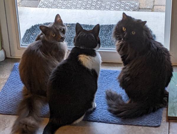 My 3 cats
