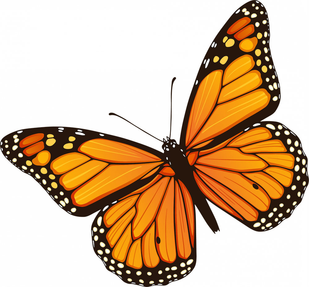 monarch butterfly